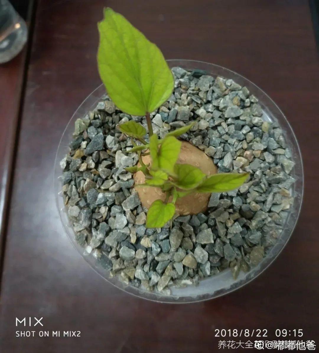 发芽|玉米棒子插盆里，7天冒出小森林，比绿萝吊兰好看