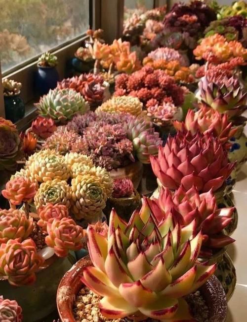 打工人养多肉:大城市找出租房,美女随身携带数百盆多肉,难断舍