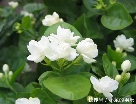 养茉莉要上心,学会三步走,花朵比栀子花都要白,香气醉人