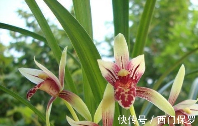 魂兰花|曾千金一苗的建兰红素,花姿优雅,兰香四溢,花开后仙气十足