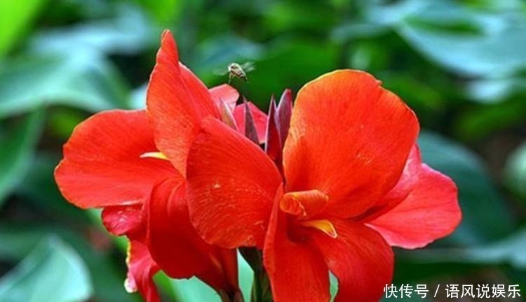 唐菖蒲|养花就养此4种，比绿萝好养，花开一朵，满屋子香气