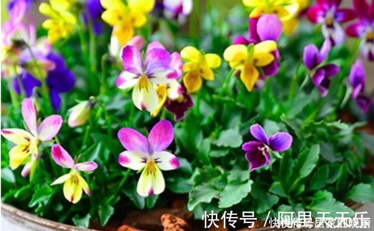 4种花超优秀的,四季都开花,花朵漂亮,养护简单