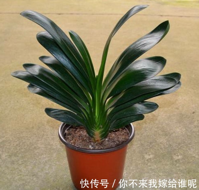 君子兰3大养护难题，一次性给你解决，今年准时开花！