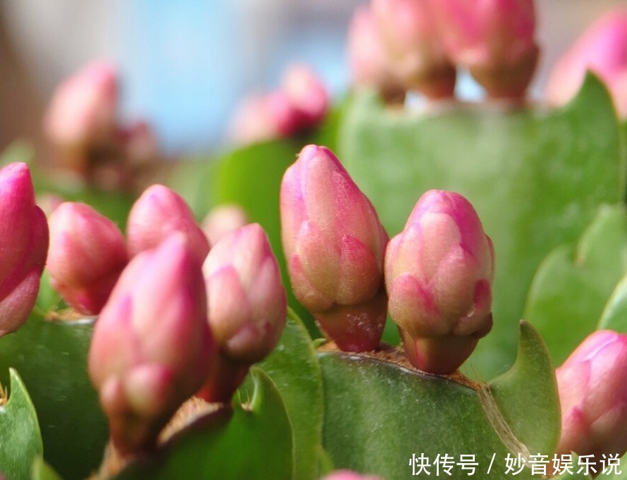 新叶|别让蟹爪兰开花了!想让叶子肥嘟嘟,长势好,现在就要这样养