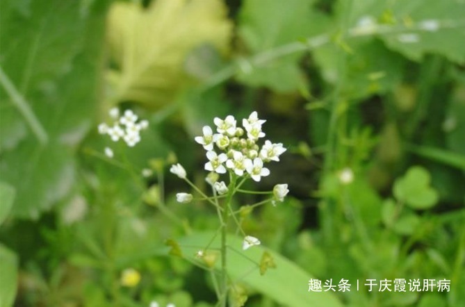 肝硬化|得肝硬化,妻子做5种消炎食物,吃了半年,肝好了跟没事人一样