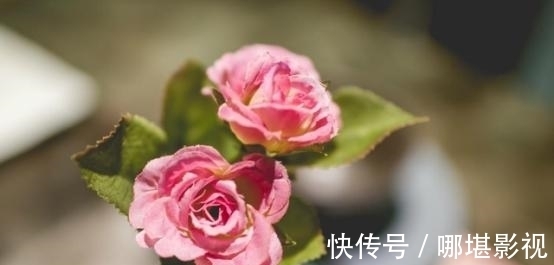 飘逸|7天后，花香飘逸，天光流转，旧爱回眸，祈求和好，携手共筑爱巢