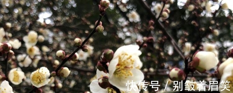 林和靖#他终生不娶,却用一首词将爱情写到刻骨铭心,读一次感动一回!