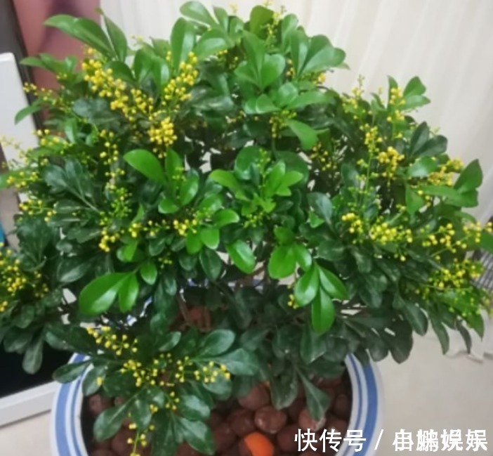 香雪兰|3种花,现在“赶快”养家里,开花多,花朵艳,满屋都飘香!