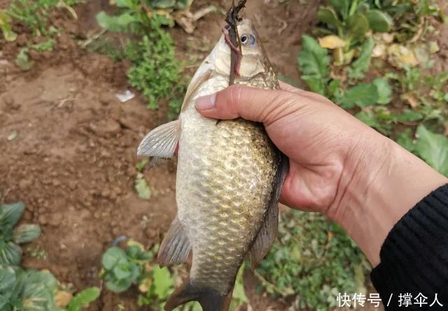 野钓实用性很高的3种钩型,分别应对大中小3类鱼情---皇禾钓具