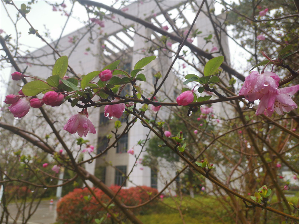 老年|美丽吉安:海棠花开 春色这边独好