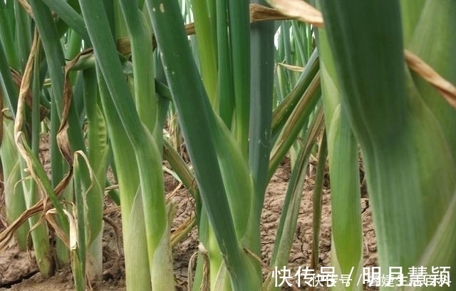 冬季大葱保存,做到这四点,大葱能从年前吃到年后,还一直新鲜!