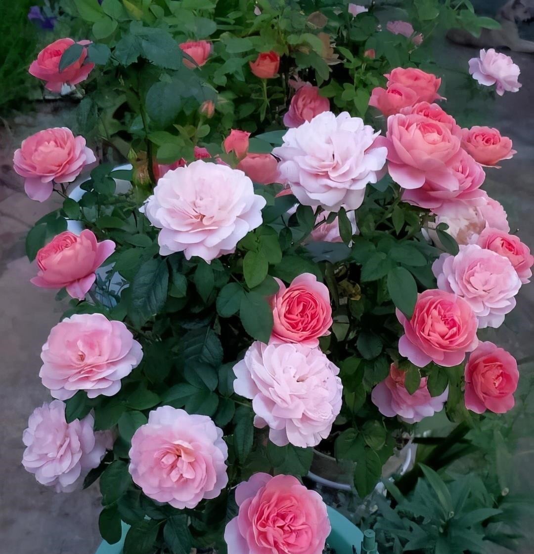 月季这样养，叶子一直绿油油的，满头花苞，美不胜收