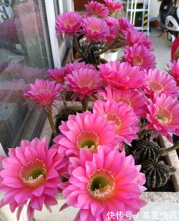 风雨兰|3种花,越热越开花,越晒越开花,花色丰富又鲜艳