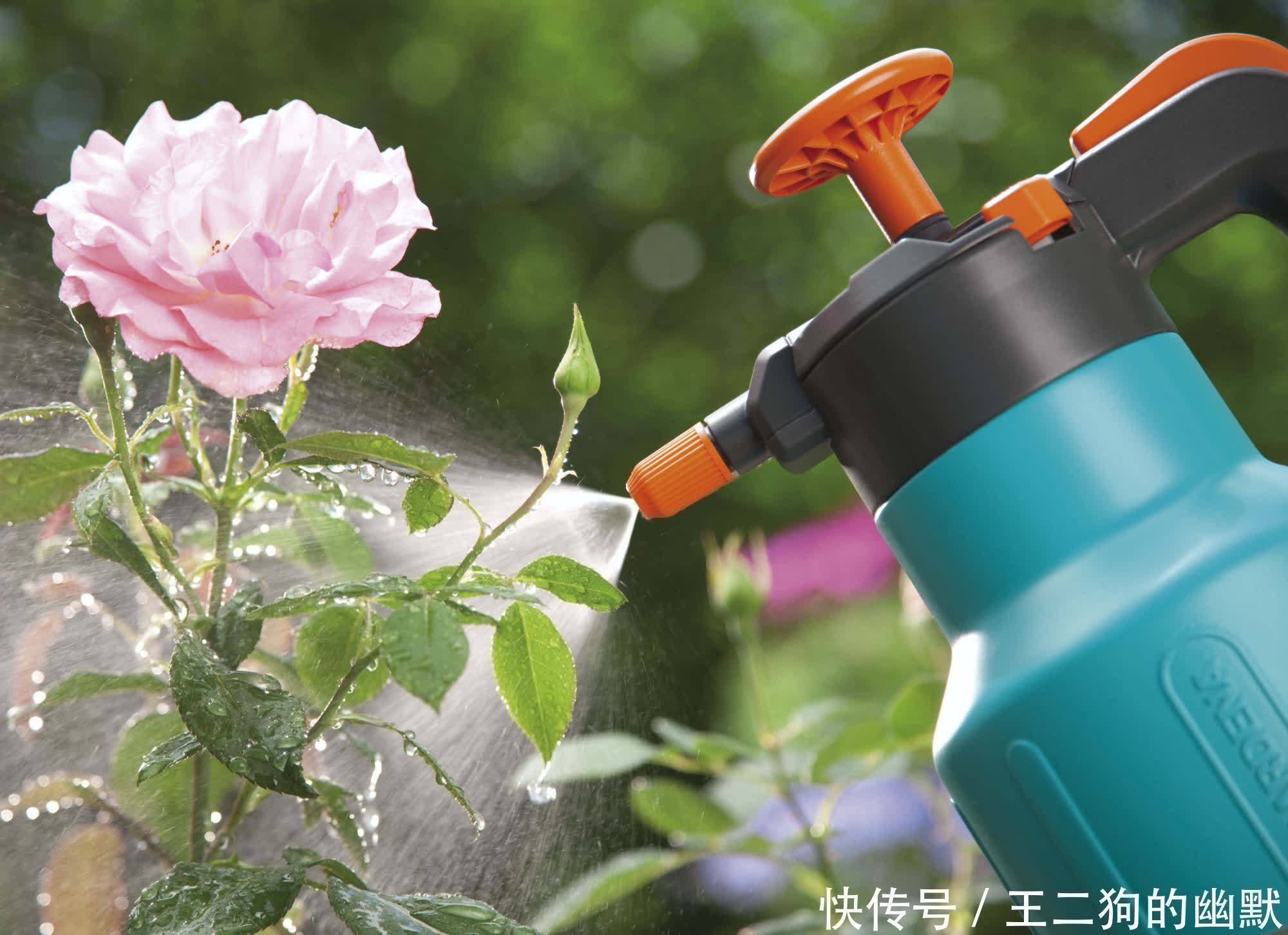 浇花不能使用这4种水,不利于花草生长,大家要谨记