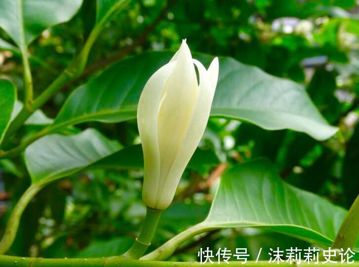 白兰花秋末养护，抓住2个重点，不仅能增强抵抗力，还能减少冻害