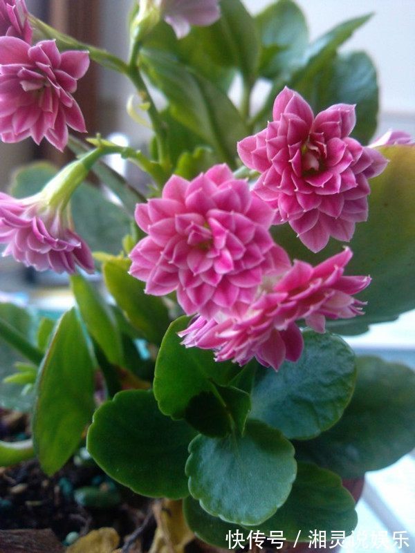 喜欢养花 不如养盆孔雀草 此盆景花更具观赏性 栽下就成活 粉紫色 喜欢养花 不如养盆孔雀草 此盆景花更具观赏性 栽下就成活 粉紫色