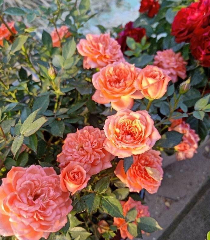 抽出|怎样给盆栽月季施肥？方法有3种，不断抽出新枝，长出花苞