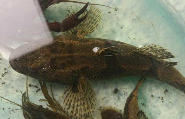 最常见的50种食用鱼,别再说你不认识,好好看看,你认识几种