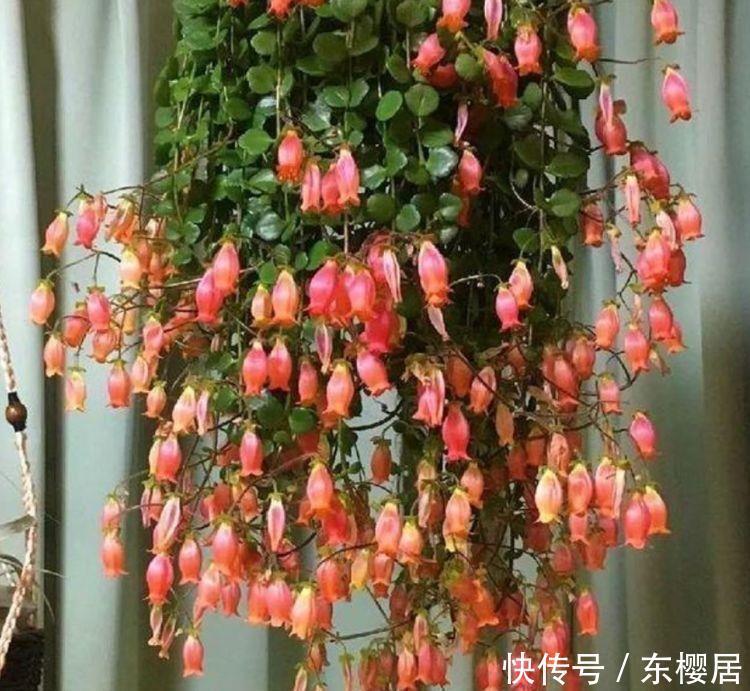 4种花超爱爆盆的,好养易活,1个月花朵比月季还漂亮