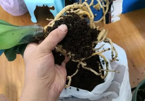 柳树枝用水泡多久能浇花生根？君子兰几月换盆好？