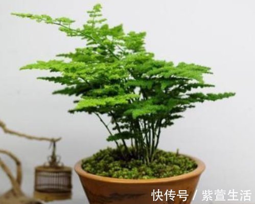 养好文竹掌握4个要点,轻松告别干尖黄叶,郁郁葱葱一大丛