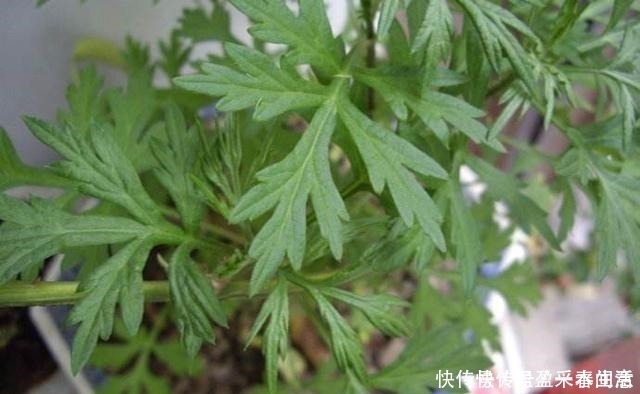 叶片|家里养盆这个花,全身上下带“香气”,能吃能泡茶,驱虫小清新!