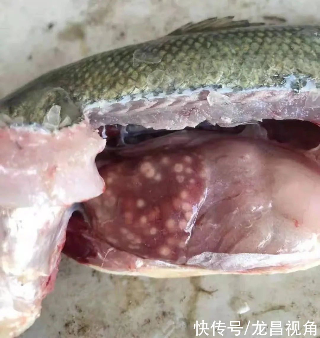 抗生素|气温高了，加州鲈也不要着急加料，否则这些问题让你头疼