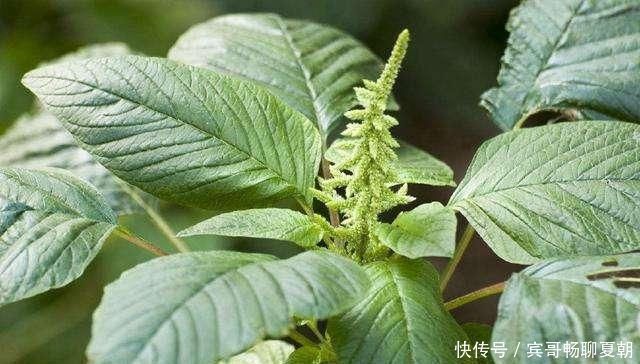 野生植物|它是高血压与近视眼的克星,学名凹头苋,农村遍地是,遇见别错过