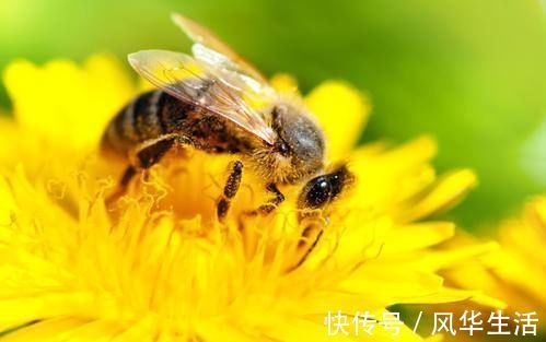 蜂毒能以毒攻毒|蜂毒能以毒攻毒,消灭癌细胞?最新研究结果,告诉你事实真相