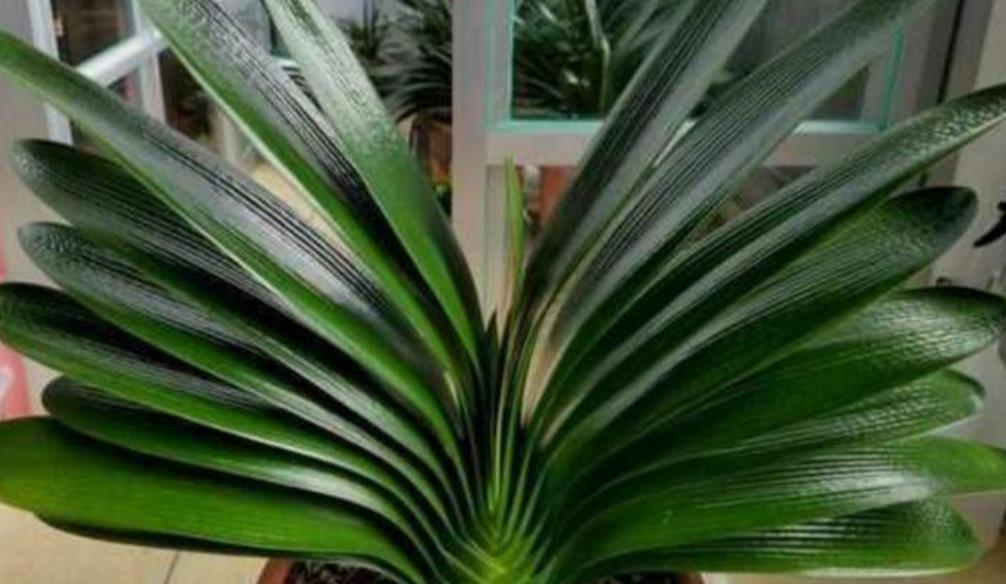 旺盛|君子兰叶子瘦小,不长新叶,4个方面多注意,很快恢复旺盛