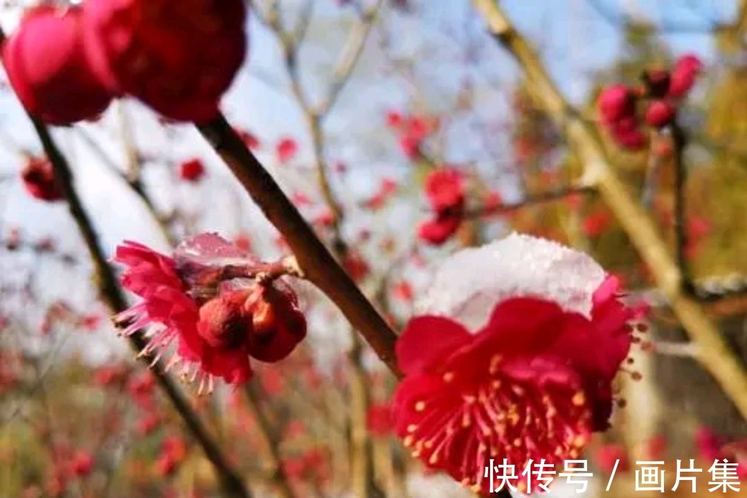 绝色#七言上联:邂逅一枝雪初霁,邀对下联,并上期优秀对联选登