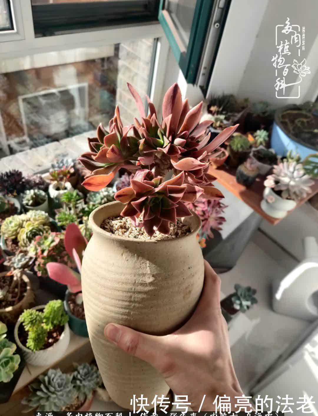 吸取教训,不断探索,英语老师的多肉碎碎念!