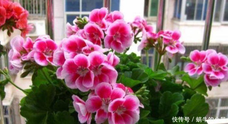 几种花卉好养又漂亮,耐寒耐热超可爱,四季繁花似锦,姿色艳丽