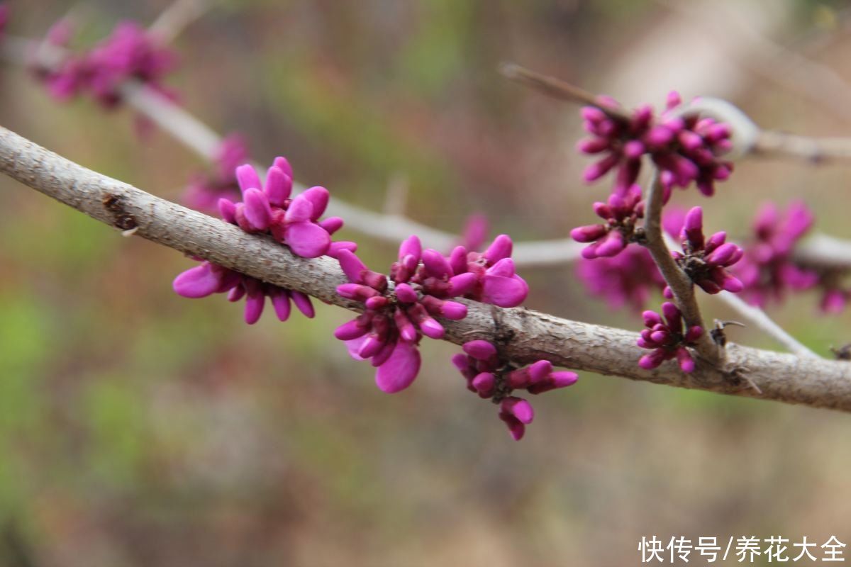 耐寒好养的紫荆，花朵直接开在树枝上，奇特又好看