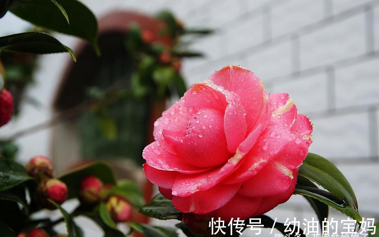 买花时不要合了眼缘就买回家,这8种花不好养,新手还是放弃吧