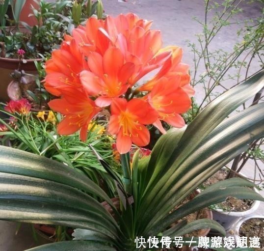 软颗粒|养君子兰有“讲究”,教你几个小技巧,呼呼长叶,棵棵开花