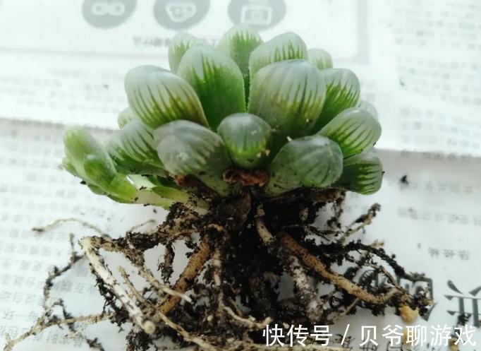 新买的多肉入盆前到底要不要修根,看完你就明白了