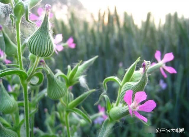  好吃|这种野菜，比荠菜、马齿菜好吃多了它叫面条菜，你吃过吗