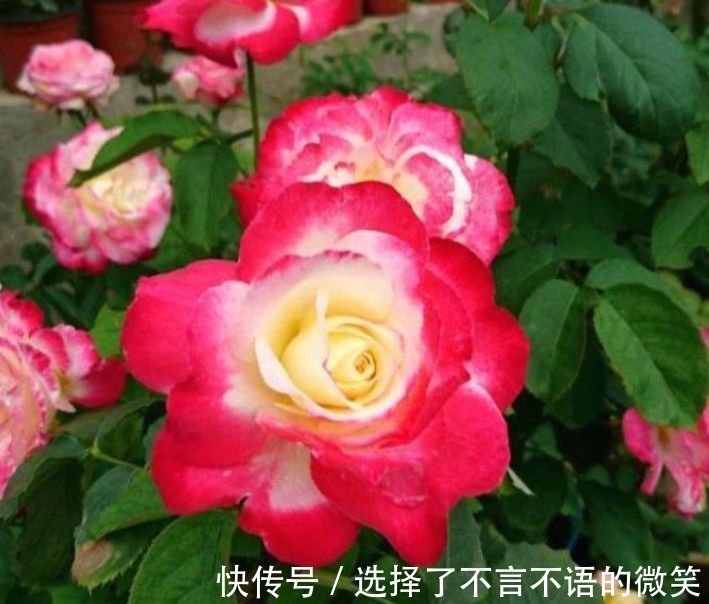 4种花好养又漂亮，花开芳香四溢，养在家中香飘满屋