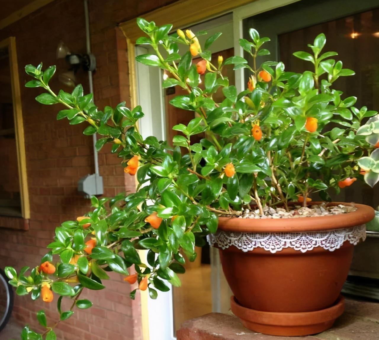 春节“吉利花”,开花金灿灿,小鱼几十条,“年年有鱼”年年好