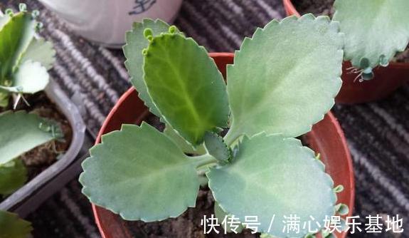 年轻人养花，没时间打理盆栽？就栽种它们，省心又能愉悦自己