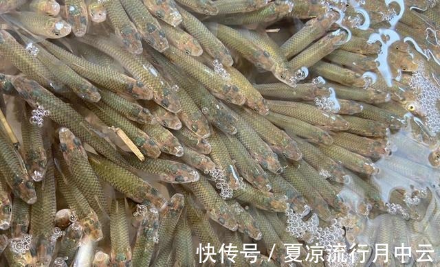 麦穗鱼|江西一水库麦穗鱼成灾,当地老乡一天能搞上千条,杀鱼杀到崩溃!