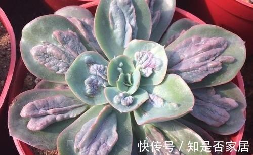 多肉植物狂野男爵,原始野性而又非主流,第一印象确实有点丑