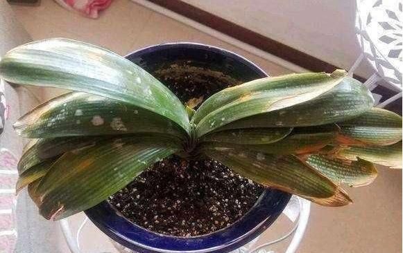 花卉植物|2种水,是养花的“砒霜水”,万万不能用,不然黄叶花枯死