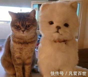 |搞笑动图：快乐跳舞的小家伙，萌萌哒！