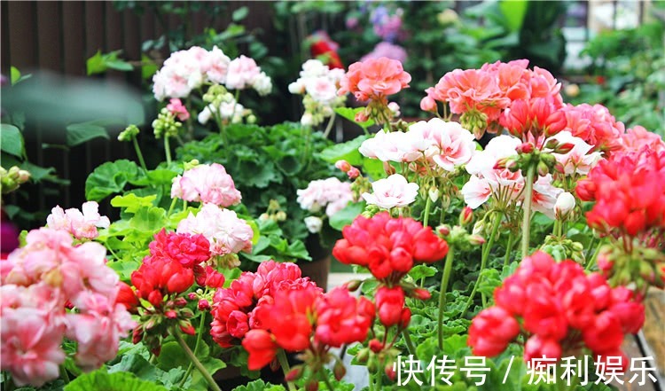 养天竺葵,常做1个小动作,叶片油绿发亮,开花红艳艳,爆花成球