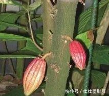 老茎生花,花儿竟不开在枝条上,此乃热带雨林特有的植物现象!