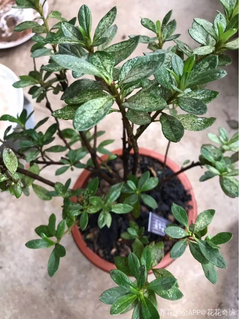 夏天养花“招虫子”6种方法存好了,安全又有效!