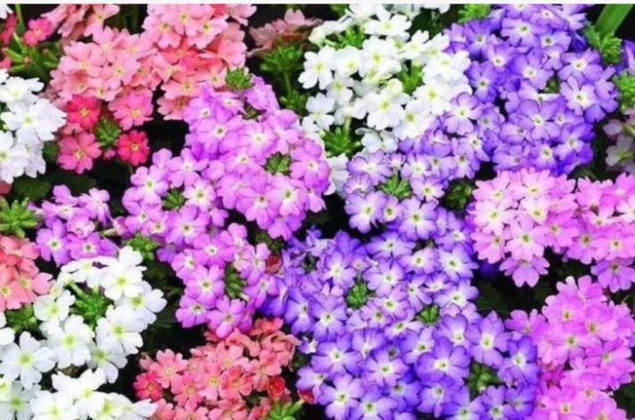 富贵|4种旺运花,吉祥添富贵,开起花来拦不住,美不胜收,你养了吗