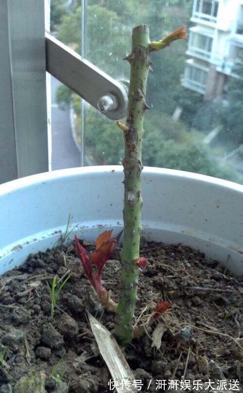 月季出现僵苗怎么办3个简单小方法,新芽花苞蹭蹭冒,开花99朵